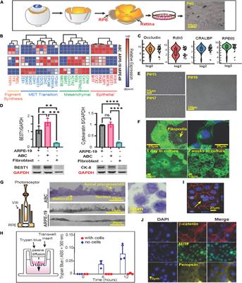 New Retinal Pigment Epithelial Cell Model to Unravel Neuroprotection Sensors of Neurodegeneration in Retinal Disease